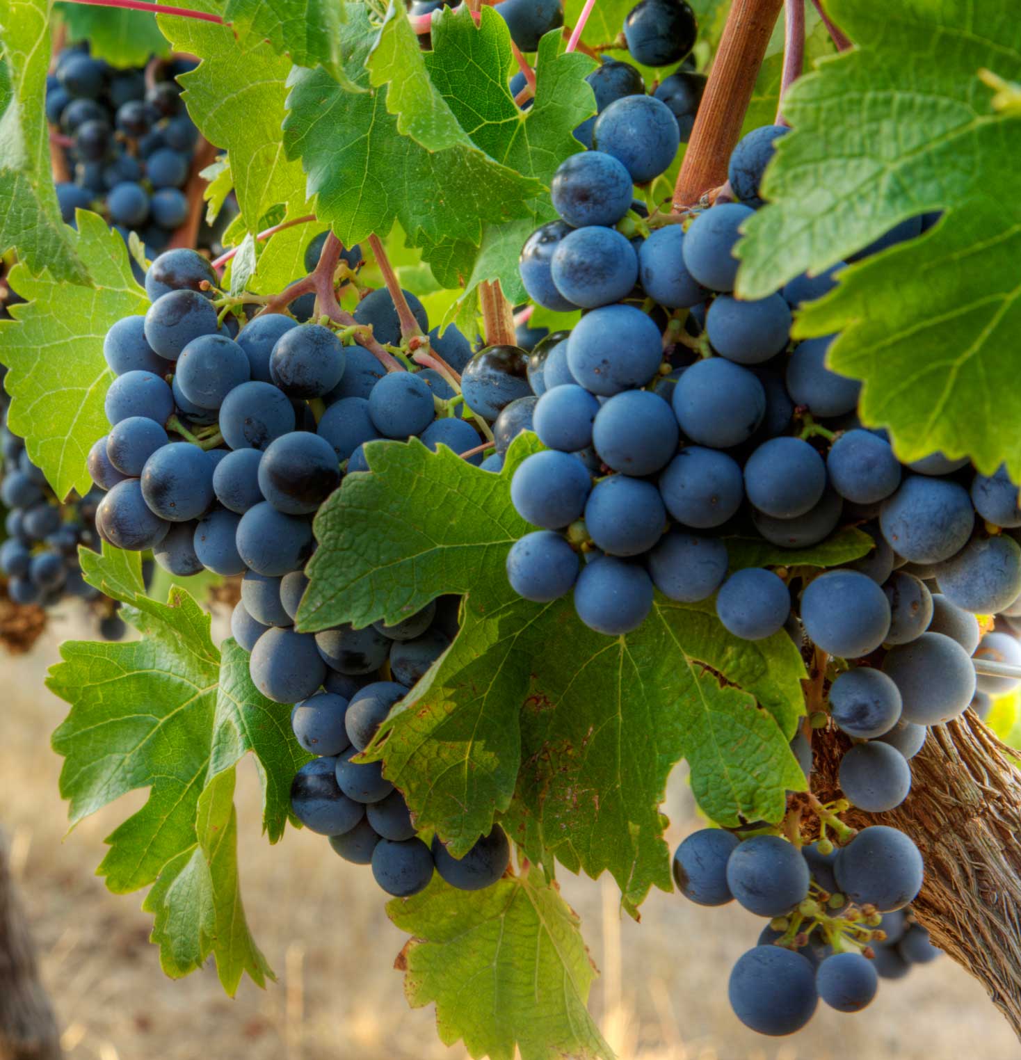 Blaue Weintrauben auf einem Stock