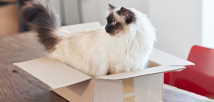 Cat sitting in a cardboard box