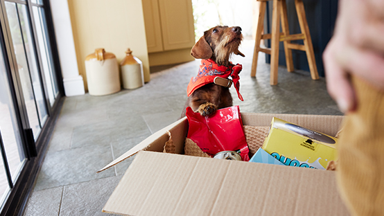 dog in front of an open parcel