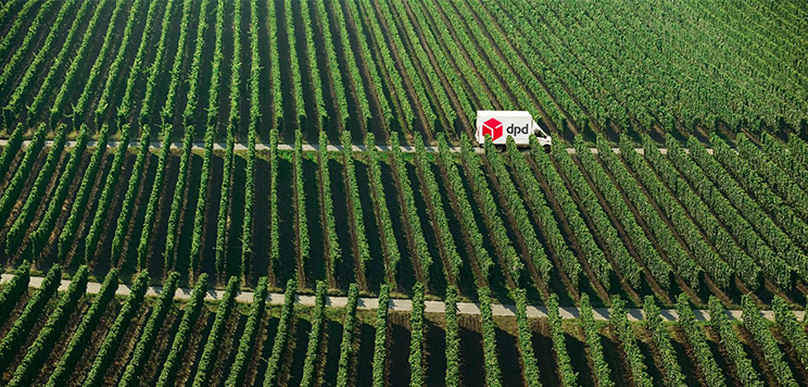 DPD Transporter in einem Weingarten