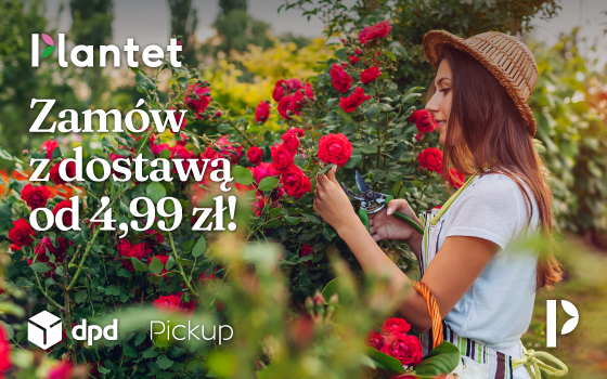 Plantet Banner Strefa Promocji DPD Kobieta w kapeluszu zrywa czerwone kwiaty w ogrodzie