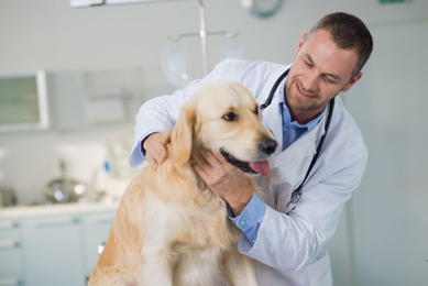 Tierarzt untersucht Hund